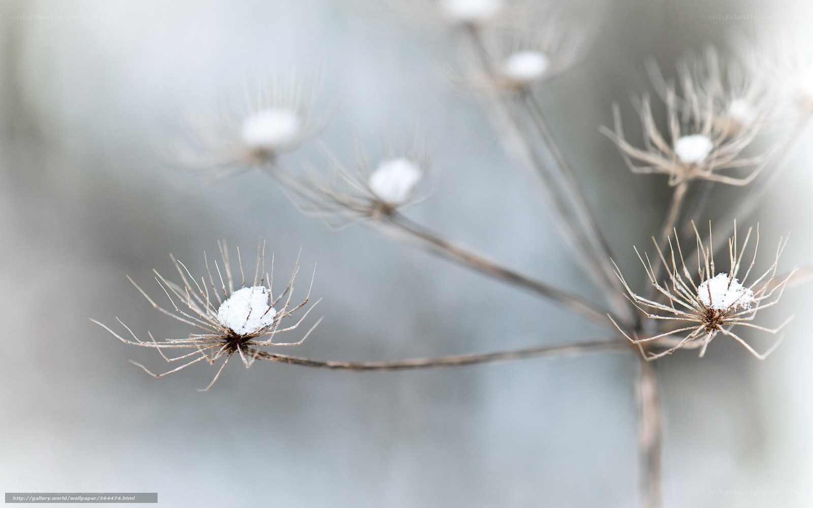 Snow-covered dried flower heads
