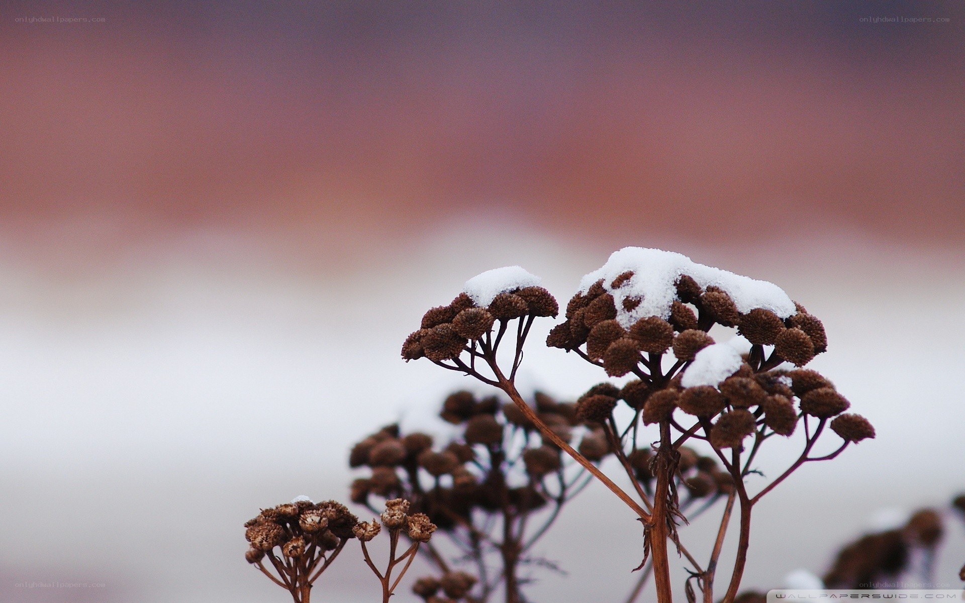 snow-covered dried flowers
