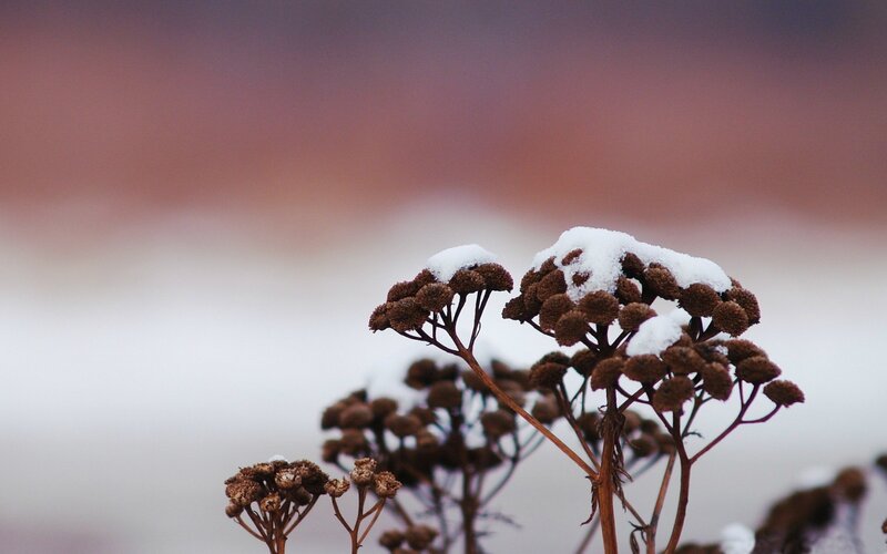 snow-covered dried plants