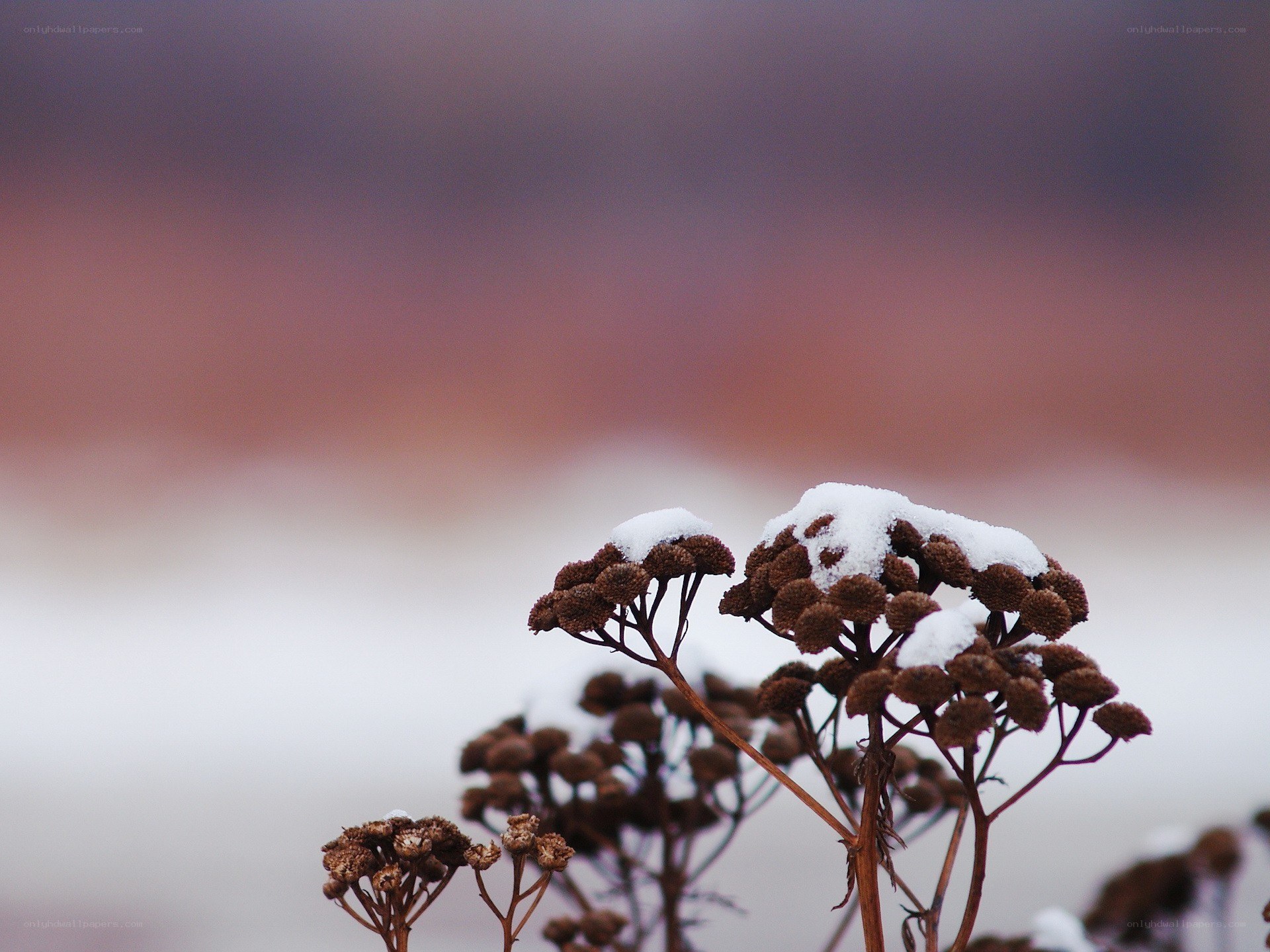 snow-covered dried plants