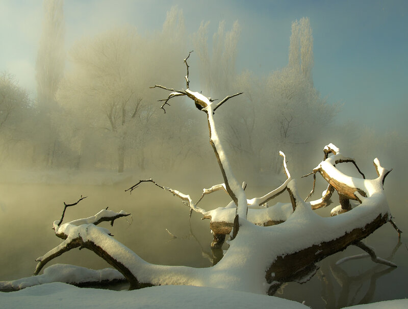 Snow-covered Driftwood