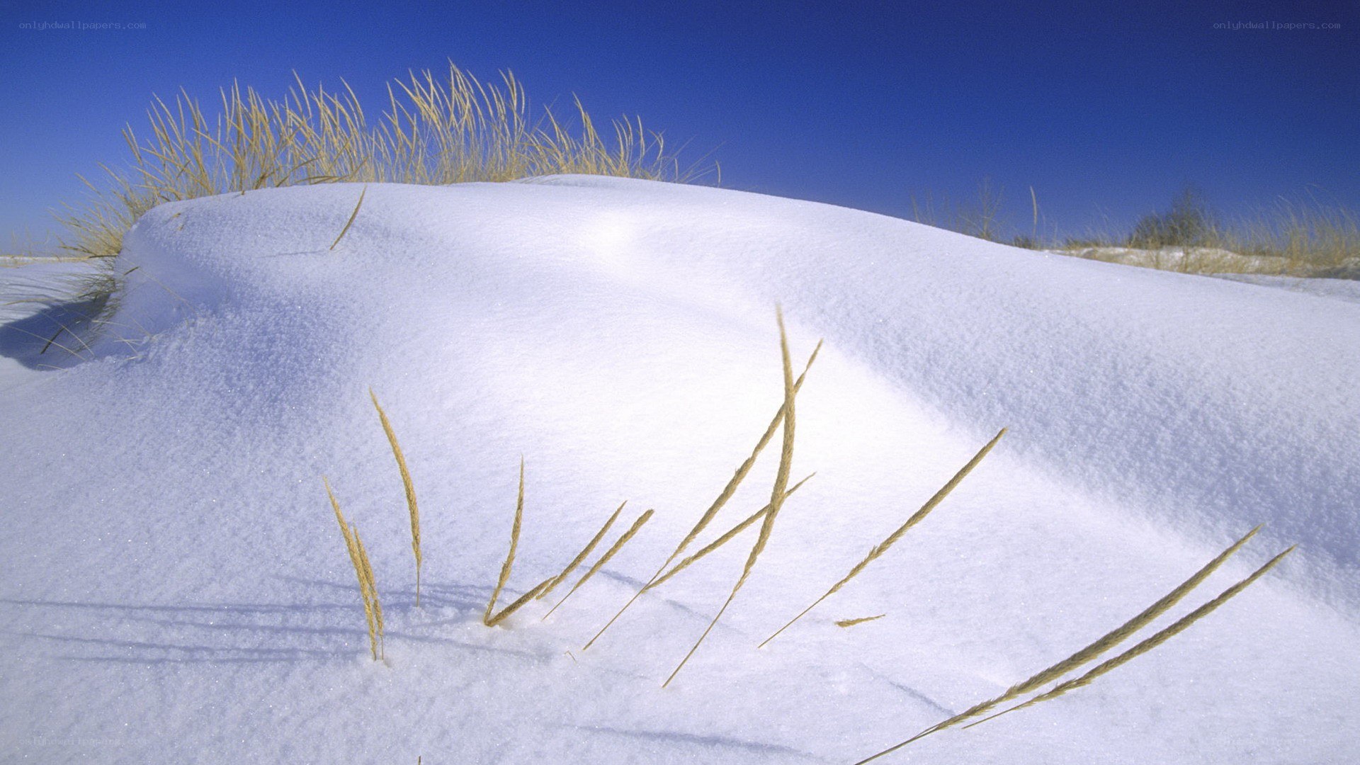 Snow-covered dune with grass