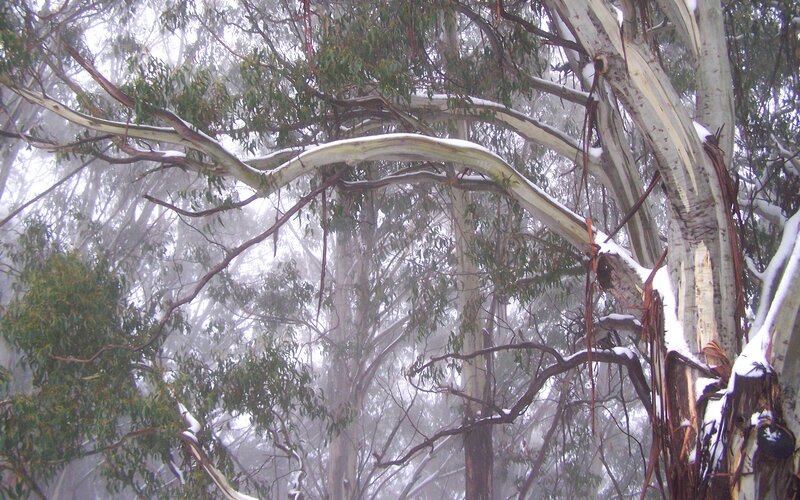 Snow-covered eucalyptus forest