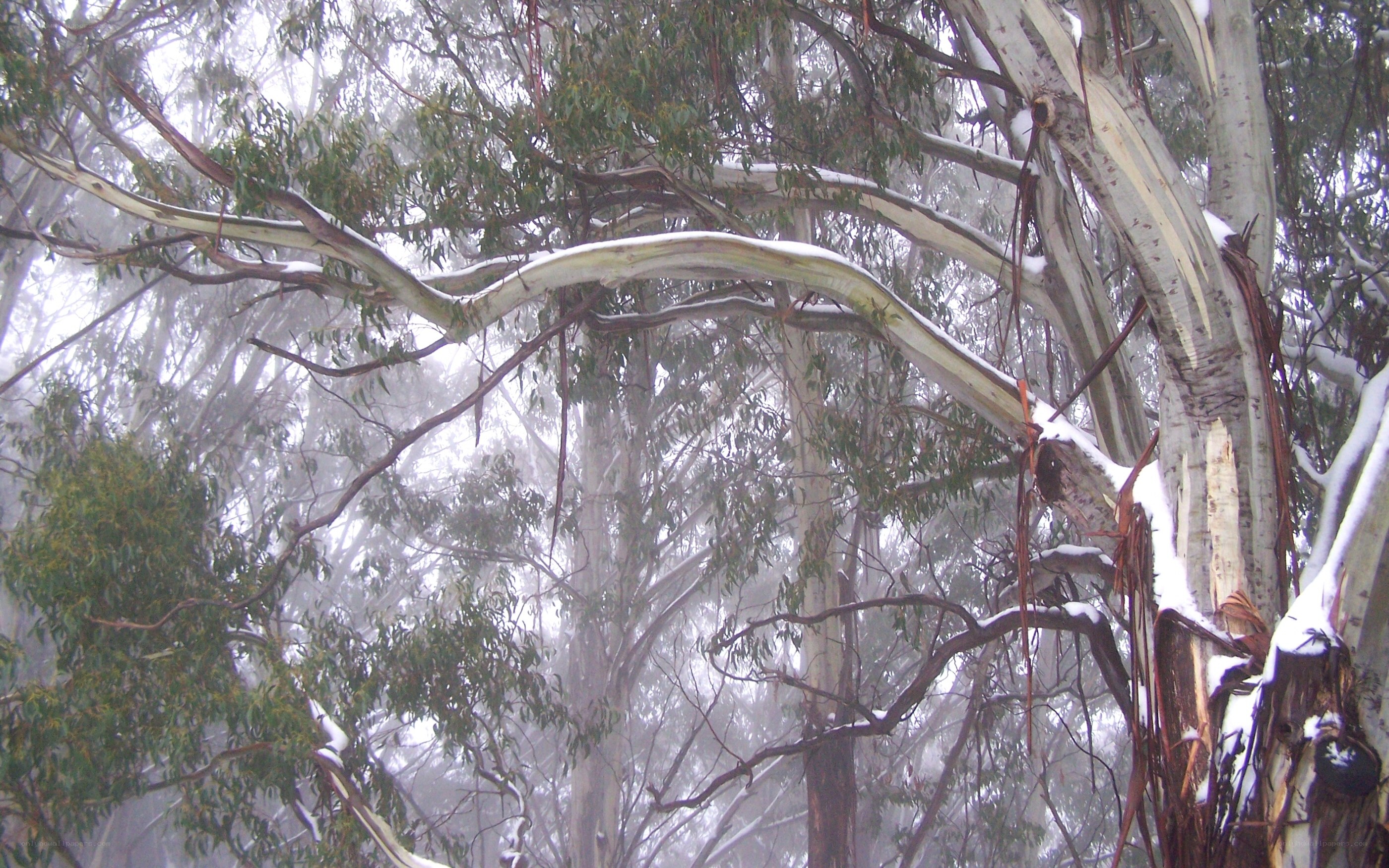 Snow-covered eucalyptus forest