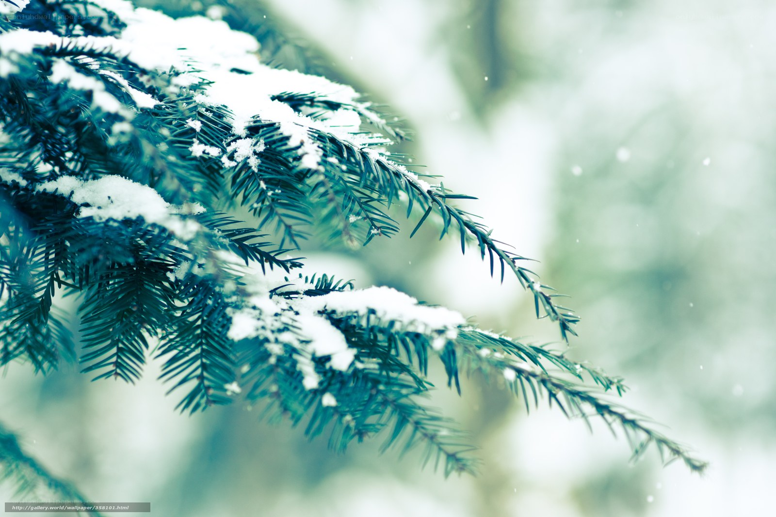 Snow-covered evergreen branch