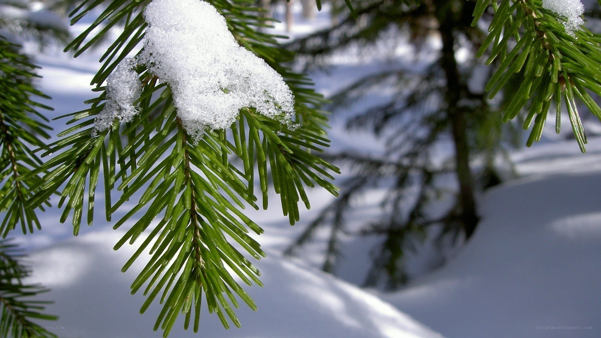 Snow-covered evergreen branch