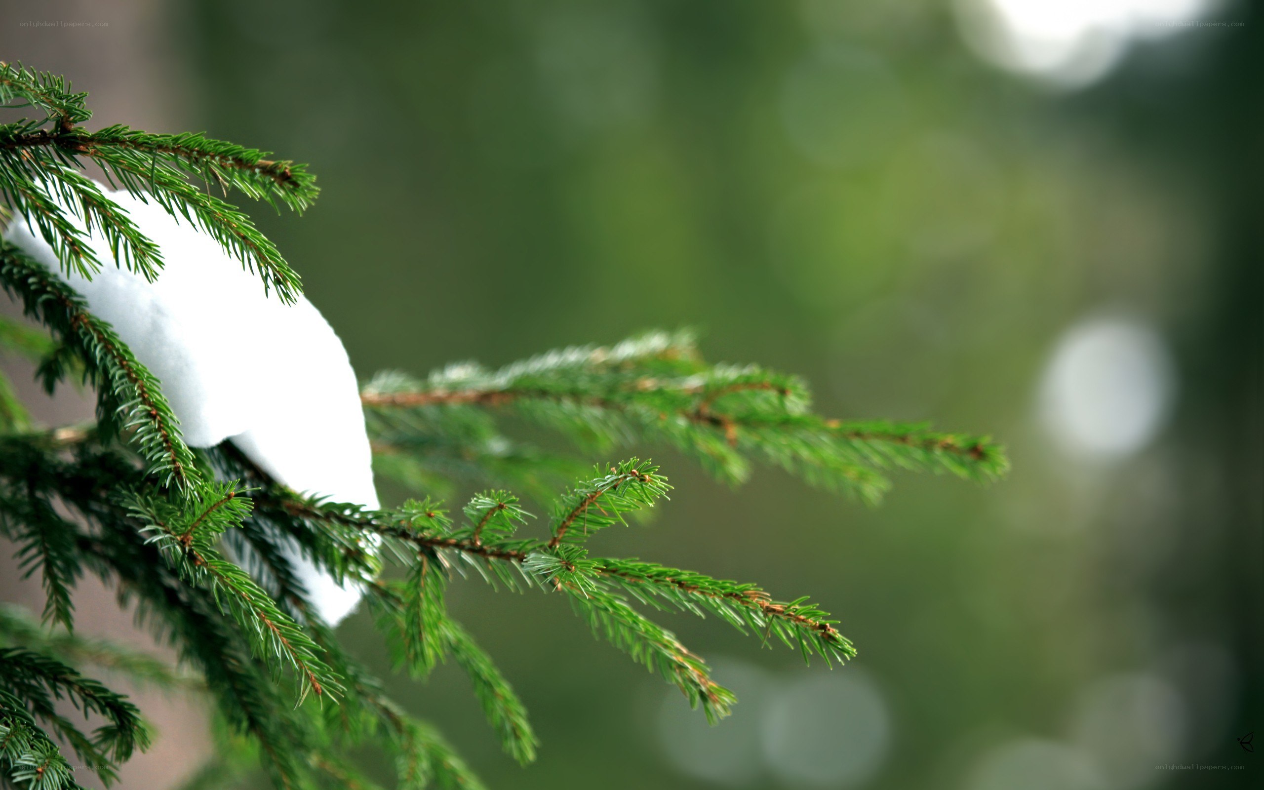 snow-covered evergreen branch