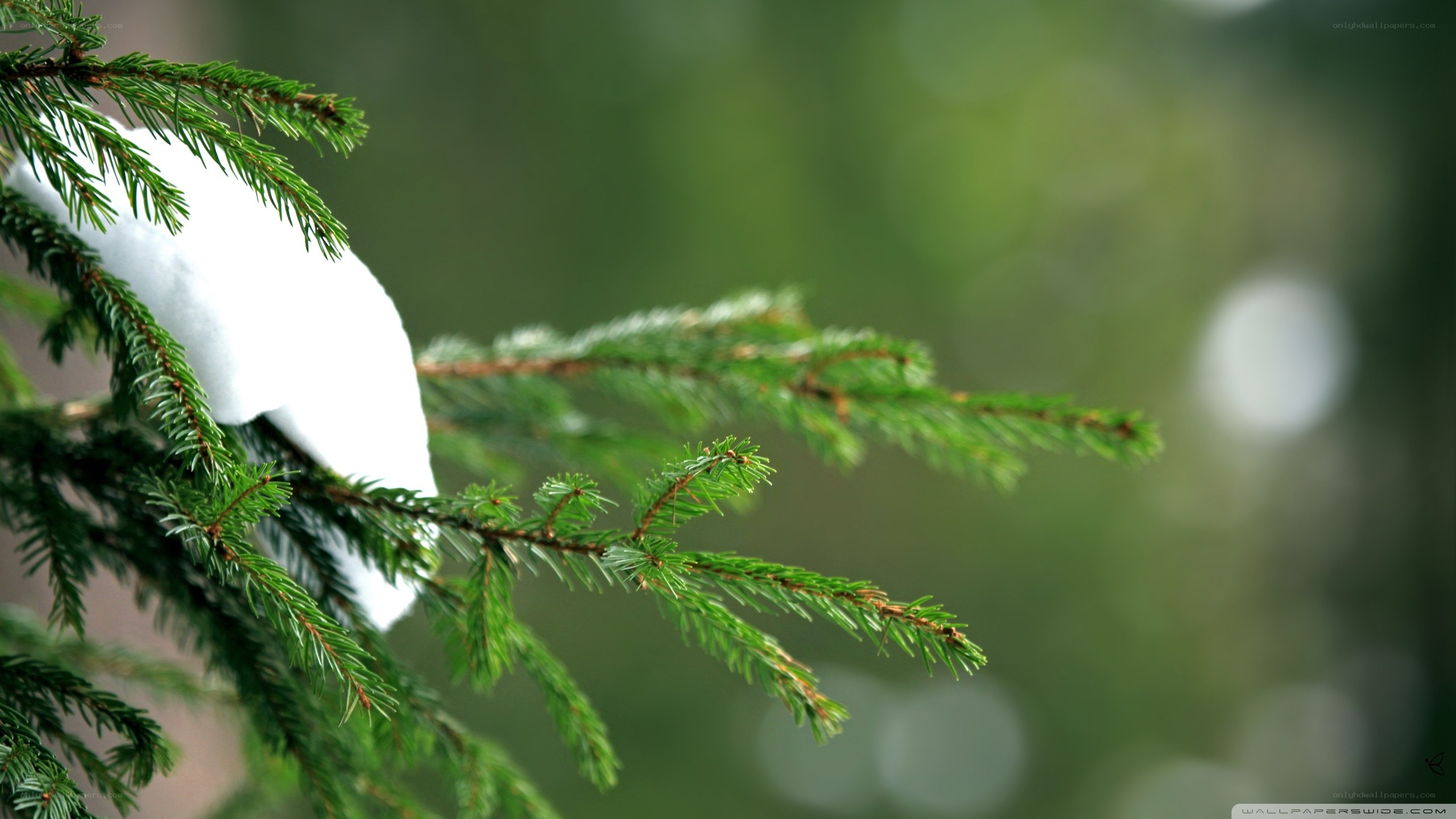 snow-covered evergreen branch