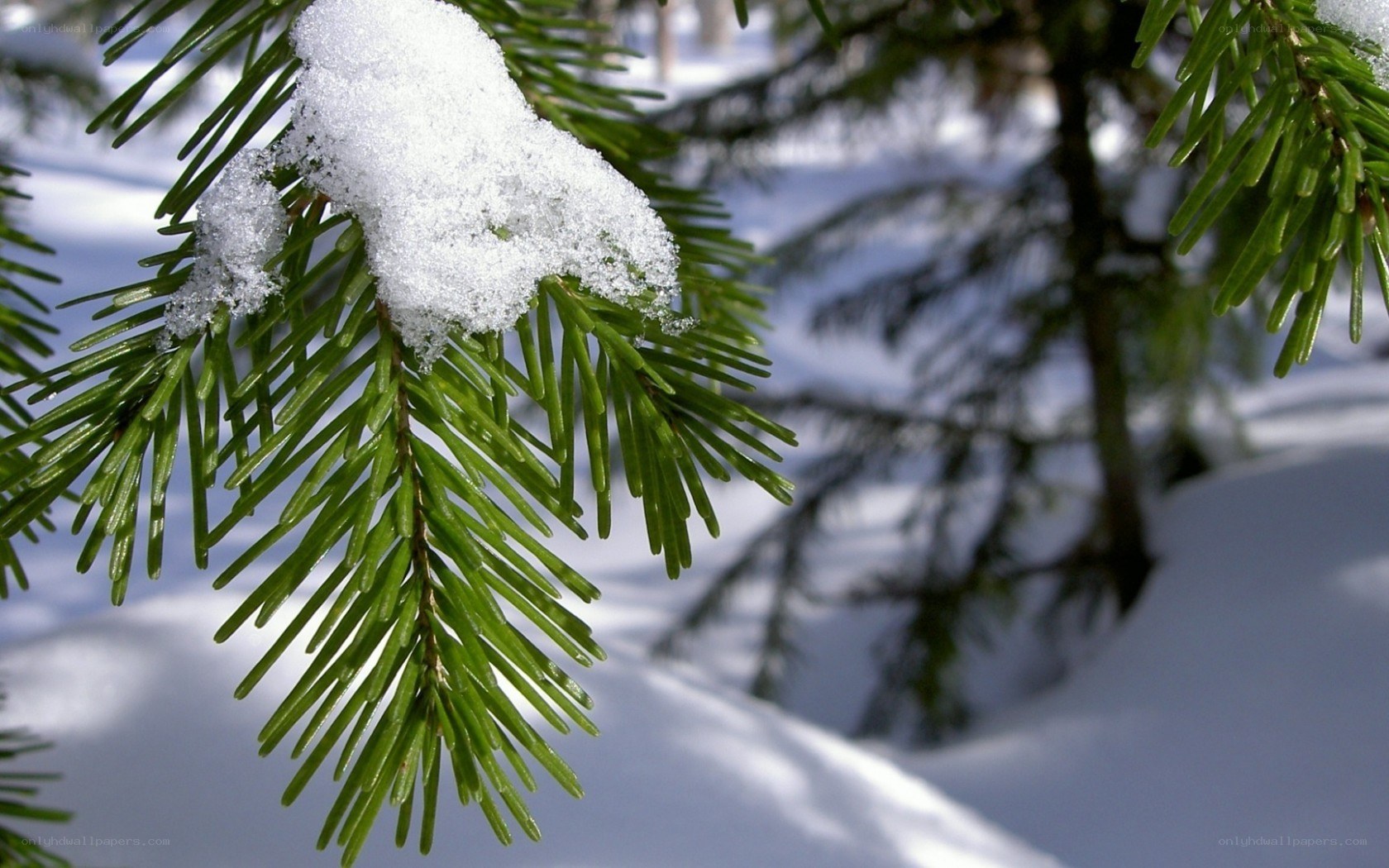 Snow-covered evergreen branch