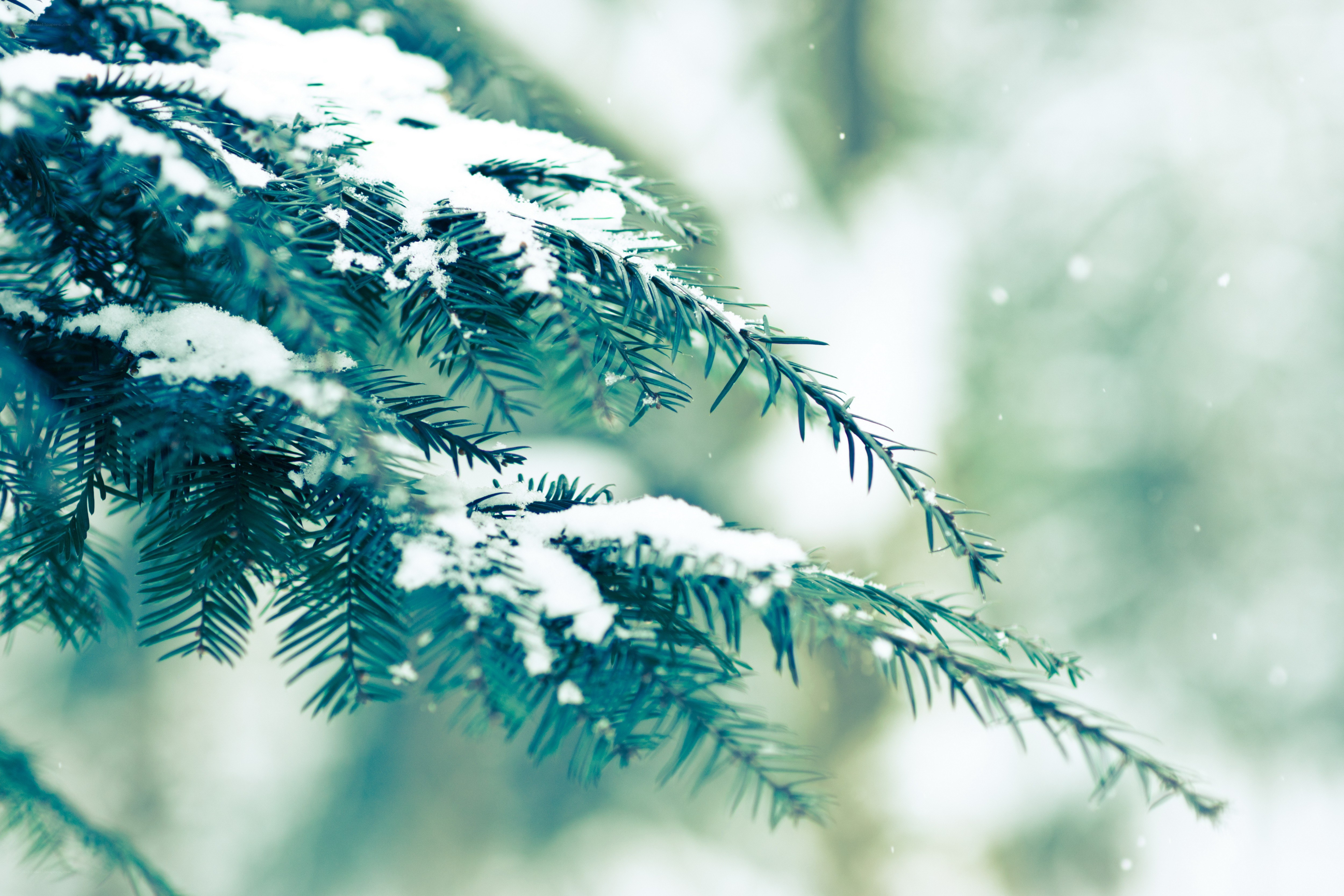 snow-covered evergreen branch