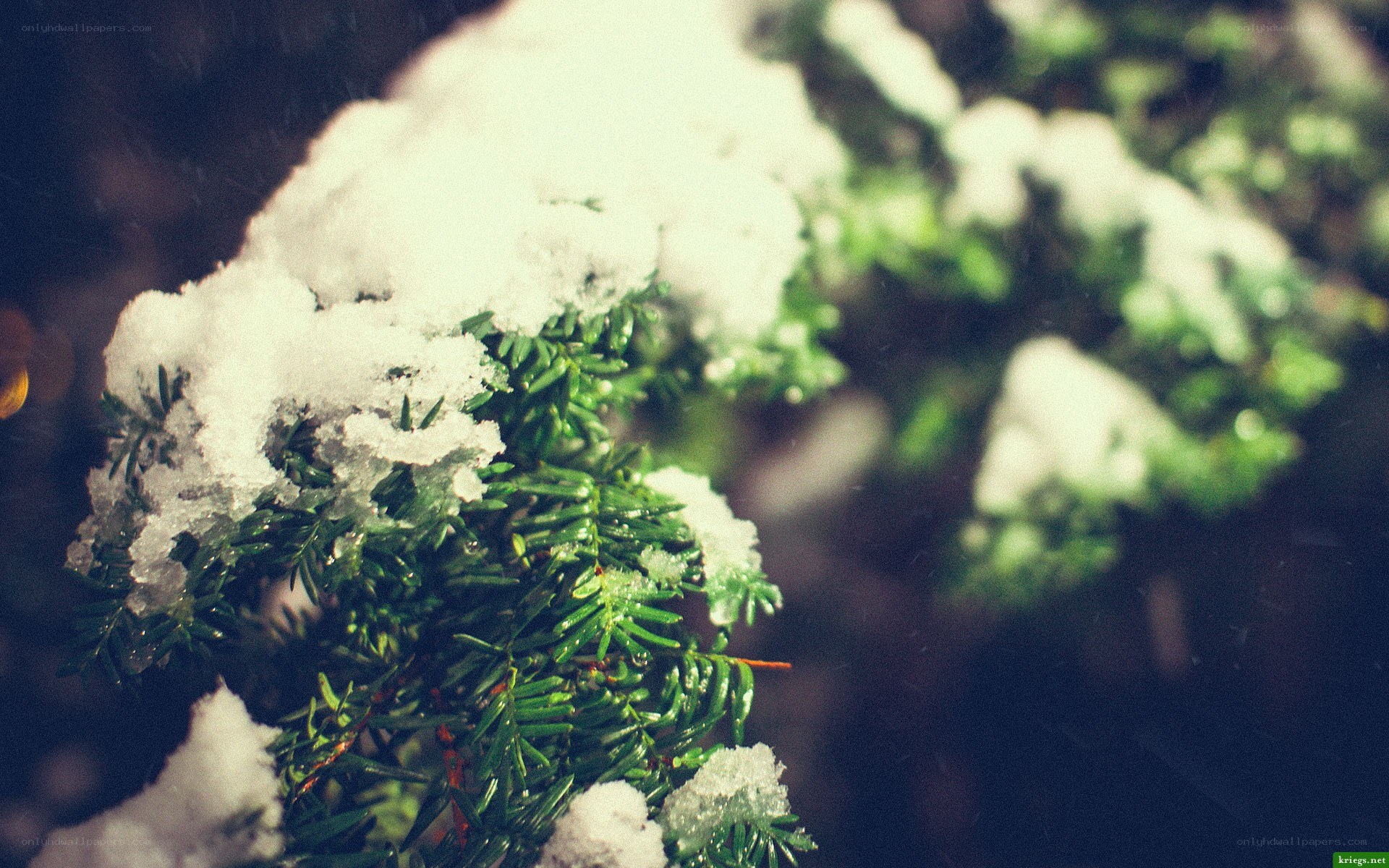 snow-covered evergreen branch