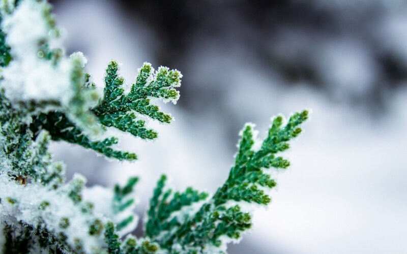 Snow-covered Evergreen Branch — Green