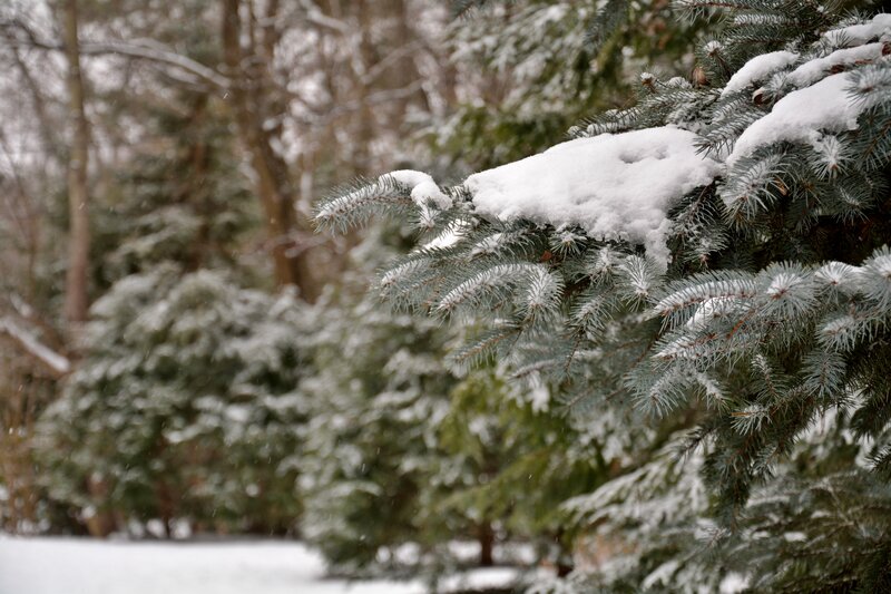 Snow-covered Evergreen Branch — White, Calm