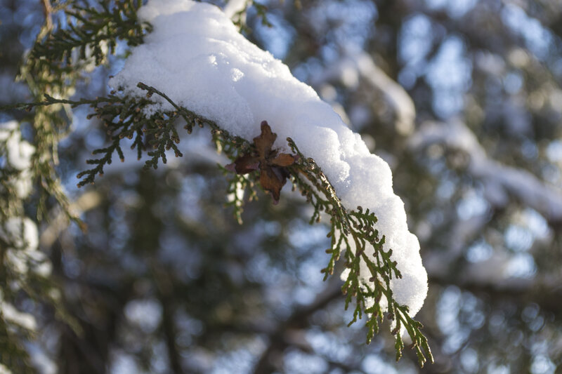 Snow-covered Evergreen Branch — White, Calm, Winter, Photograph, Snow