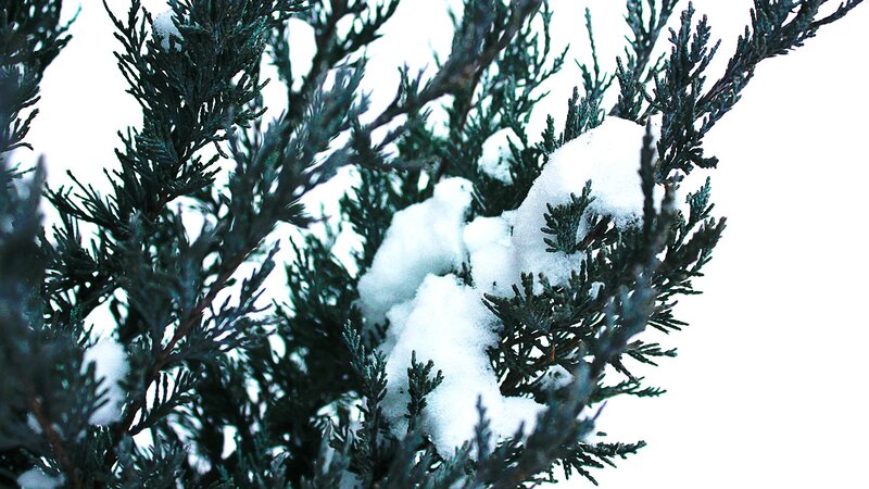 Snow-covered Evergreen Branch — White, Calm, Winter, Photograph