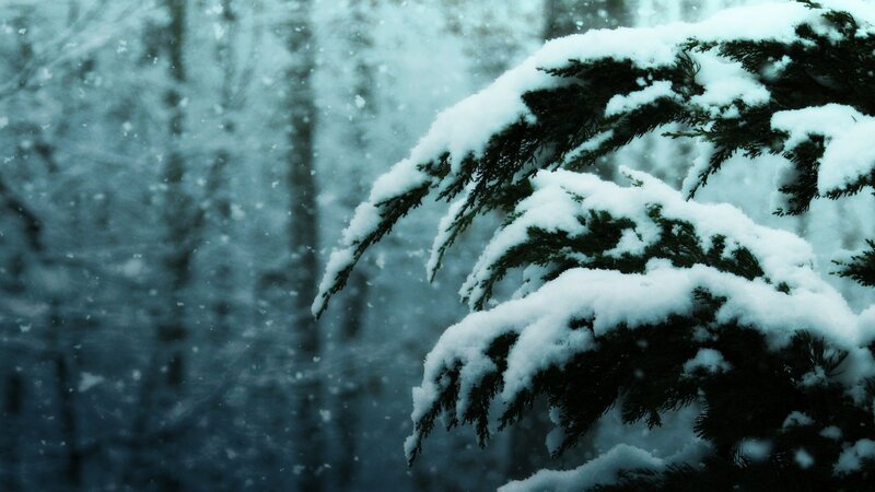 Snow-covered Evergreen Branch — White, Calm, Winter