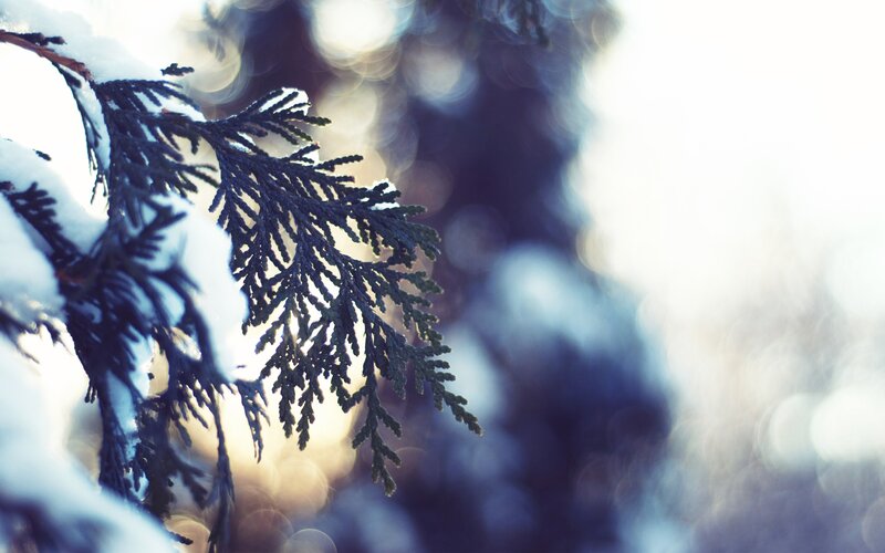Snow-covered Evergreen Branch — White, Serene