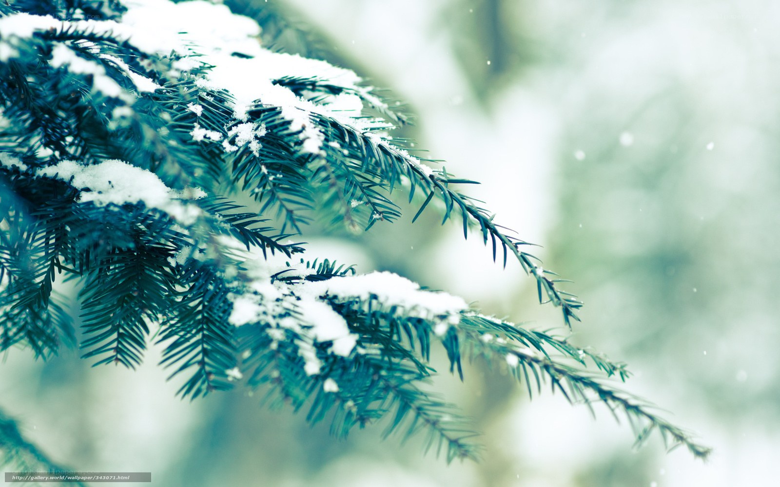 snow-covered evergreen branch