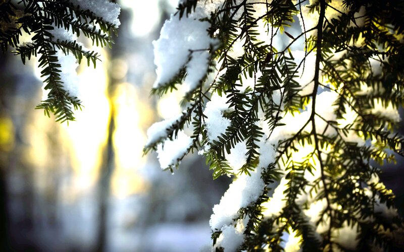 Snow-covered evergreen branches