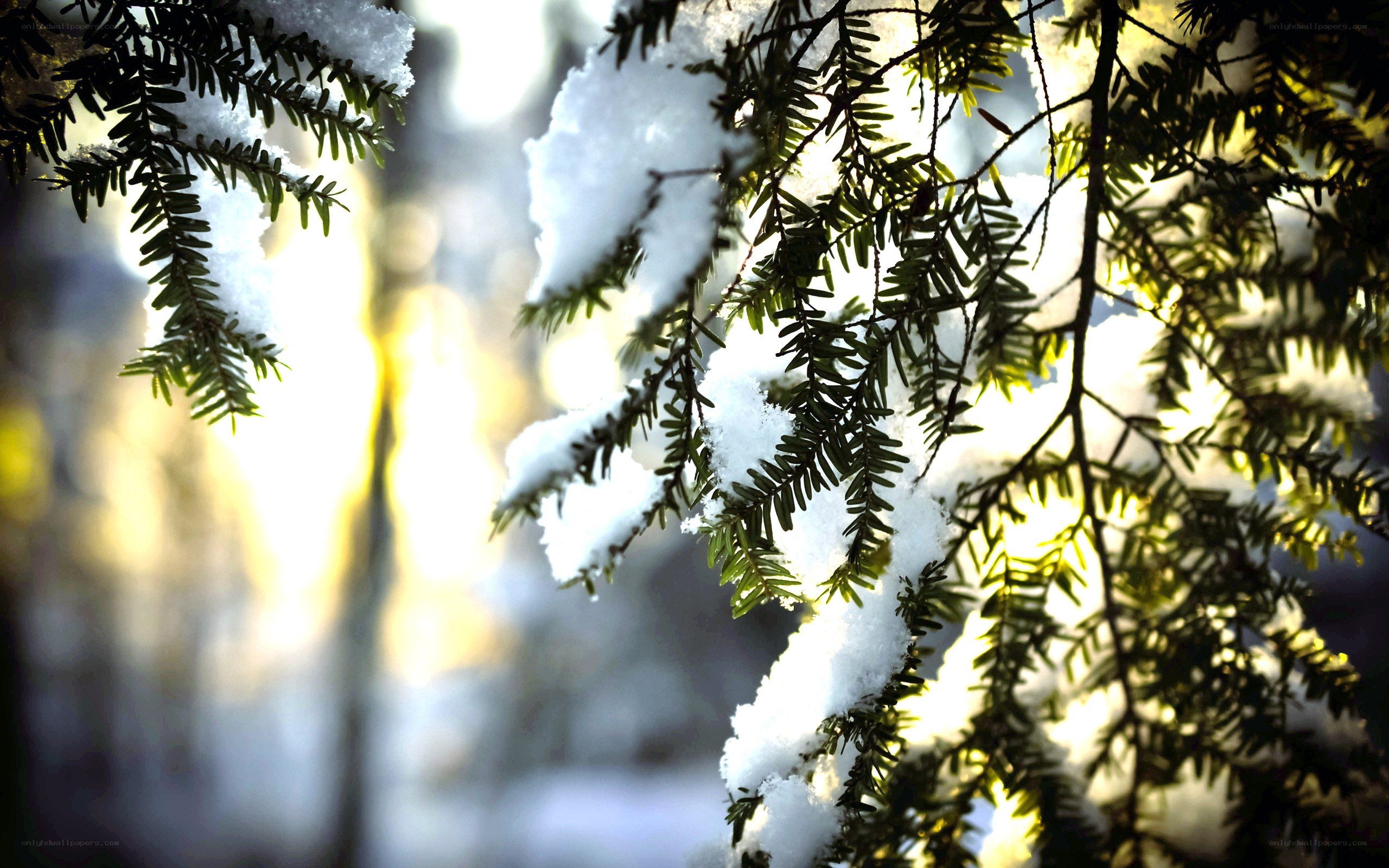 Snow-covered evergreen branches