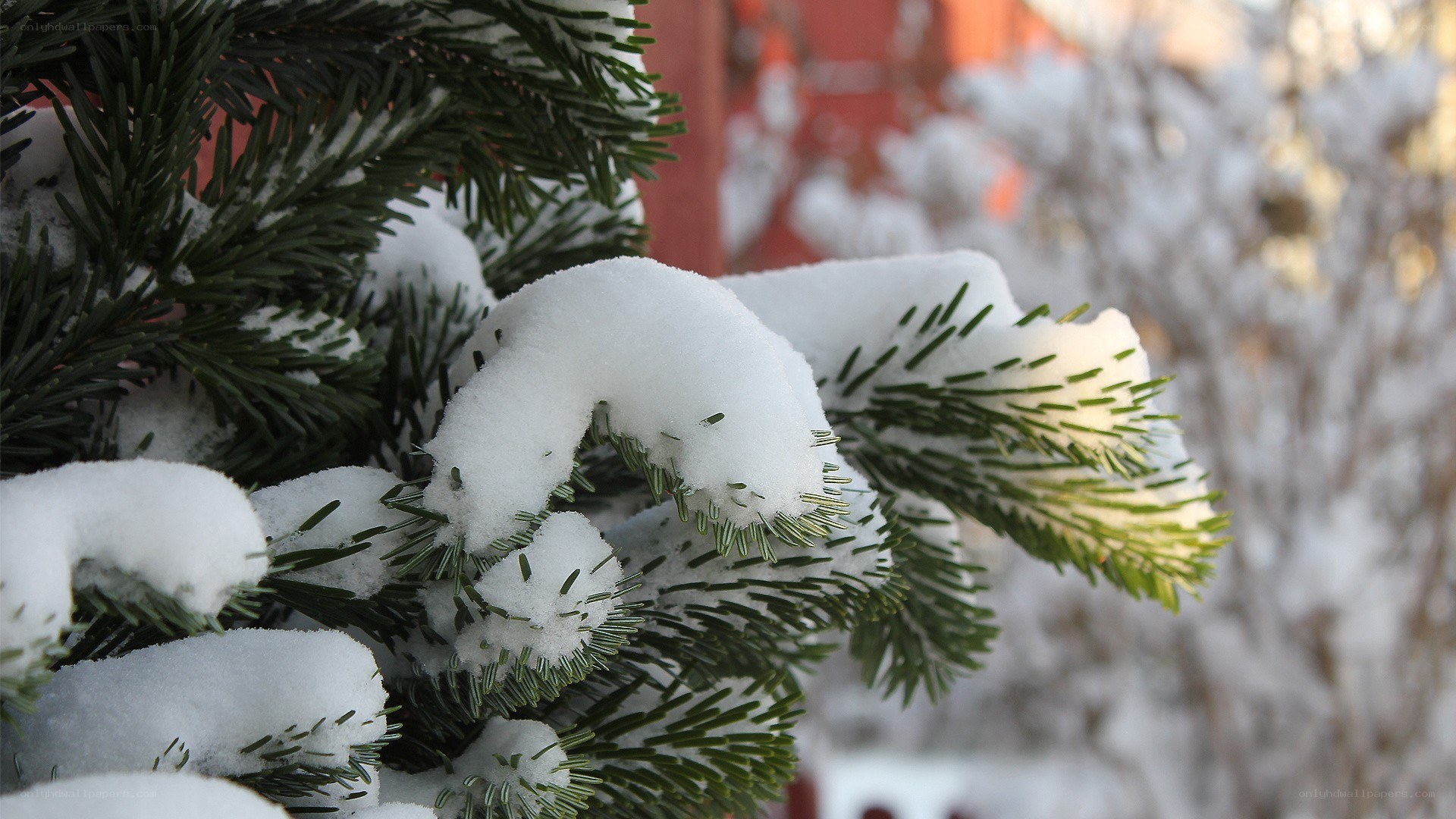 Snow-covered evergreen branches