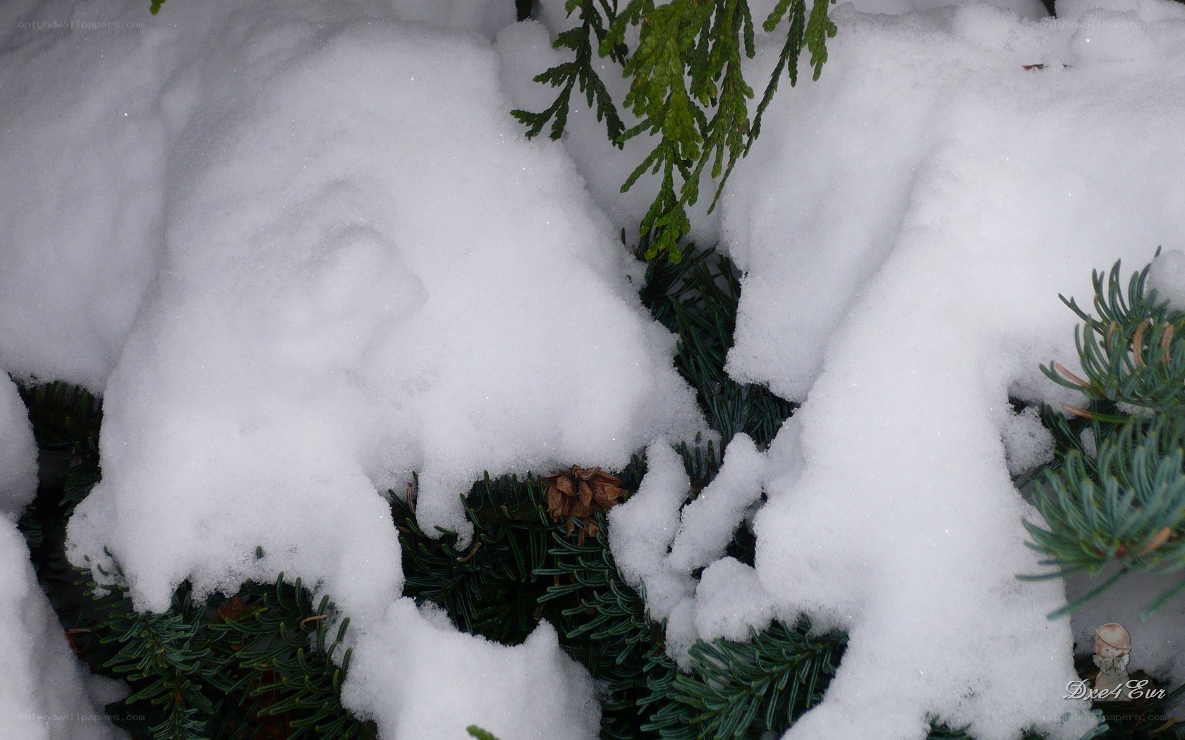 snow-covered evergreen branches