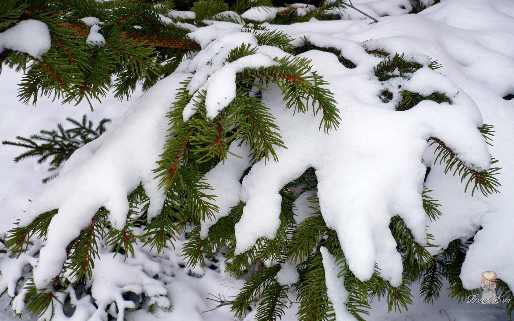 Snow-covered evergreen branches
