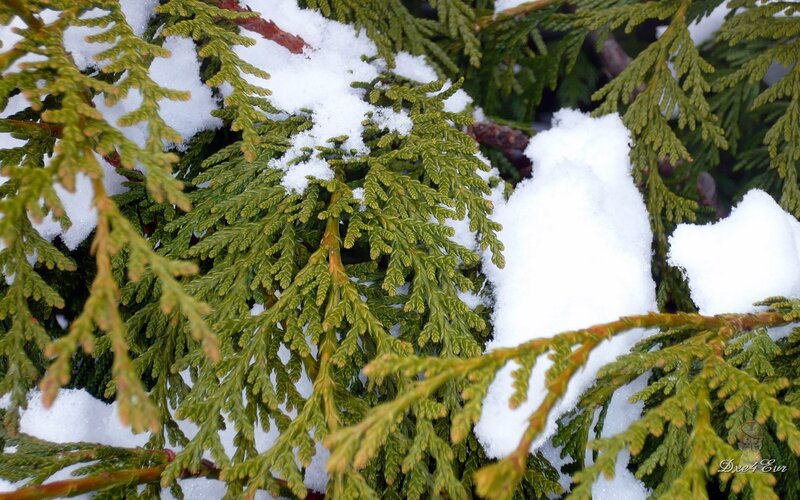snow-covered evergreen branches