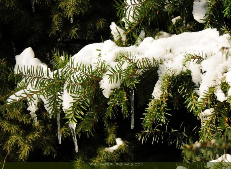 snow-covered evergreen branches