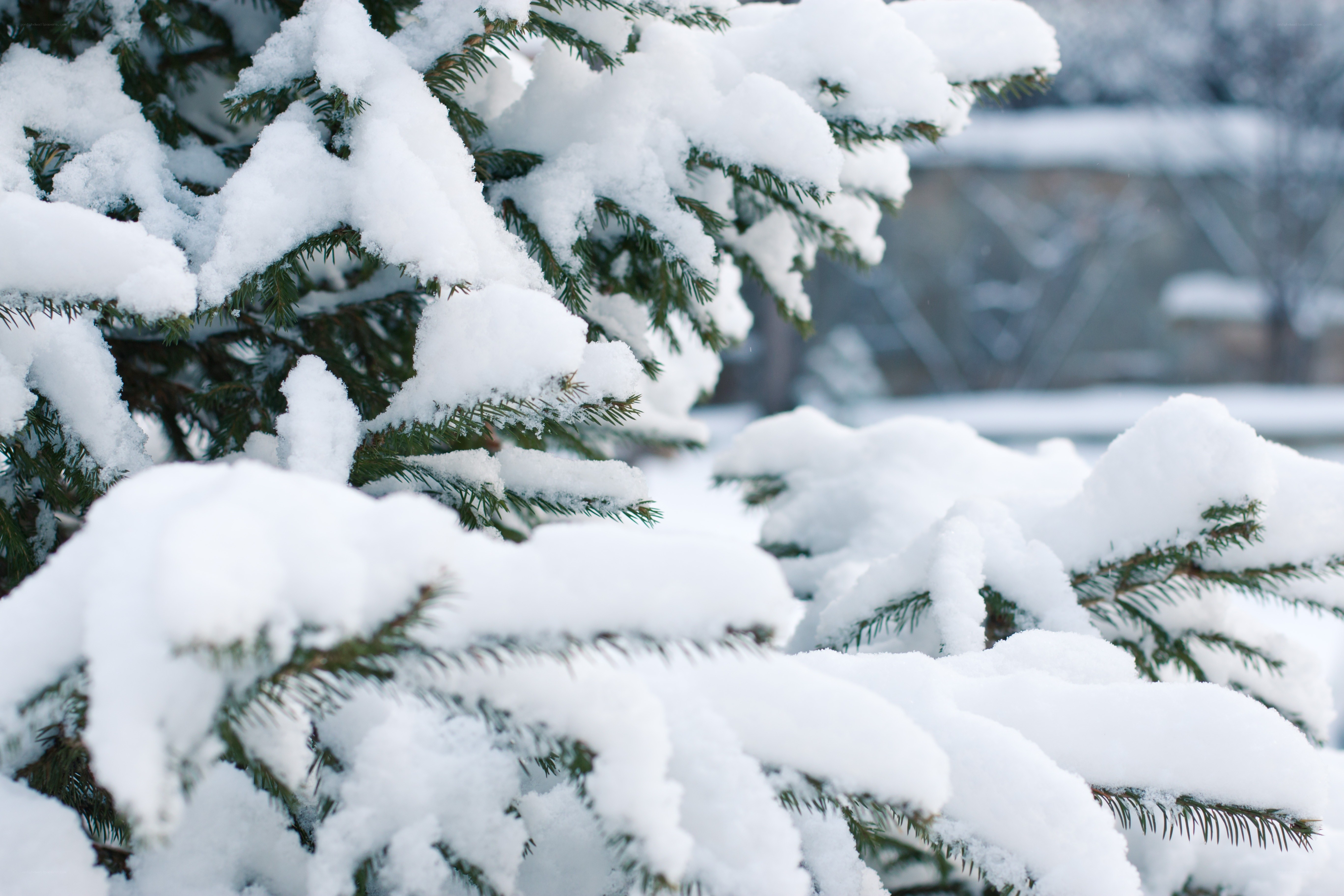 Snow-covered evergreen branches