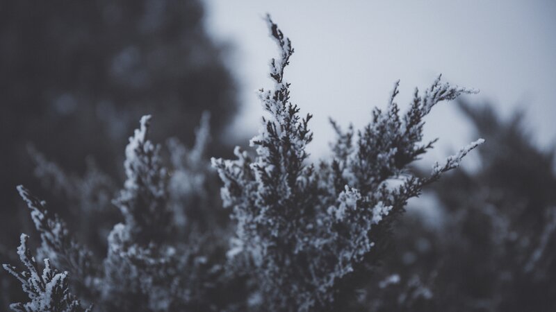 snow-covered evergreen branches
