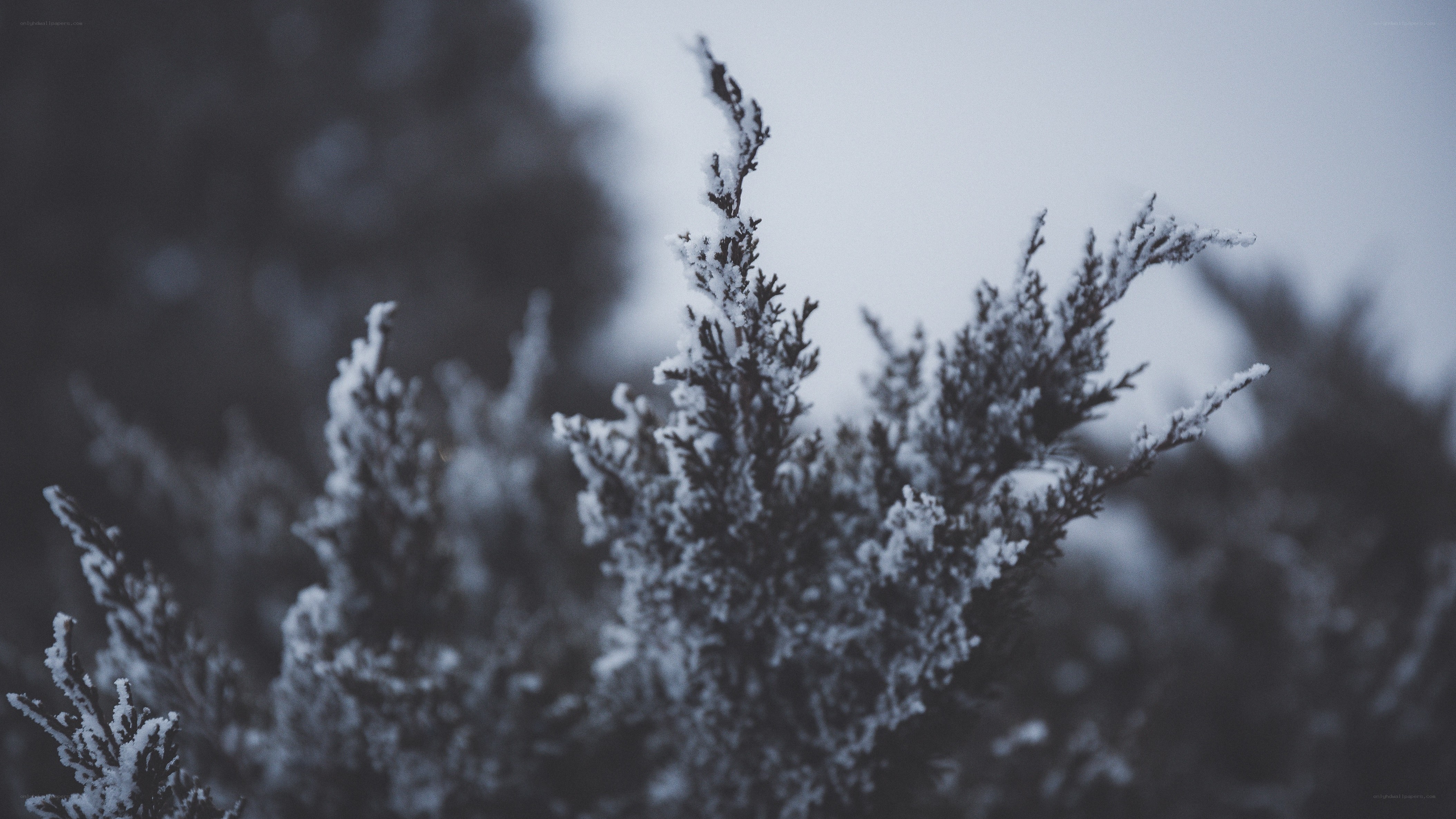 snow-covered evergreen branches