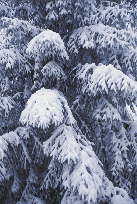 Snow-covered evergreen branches