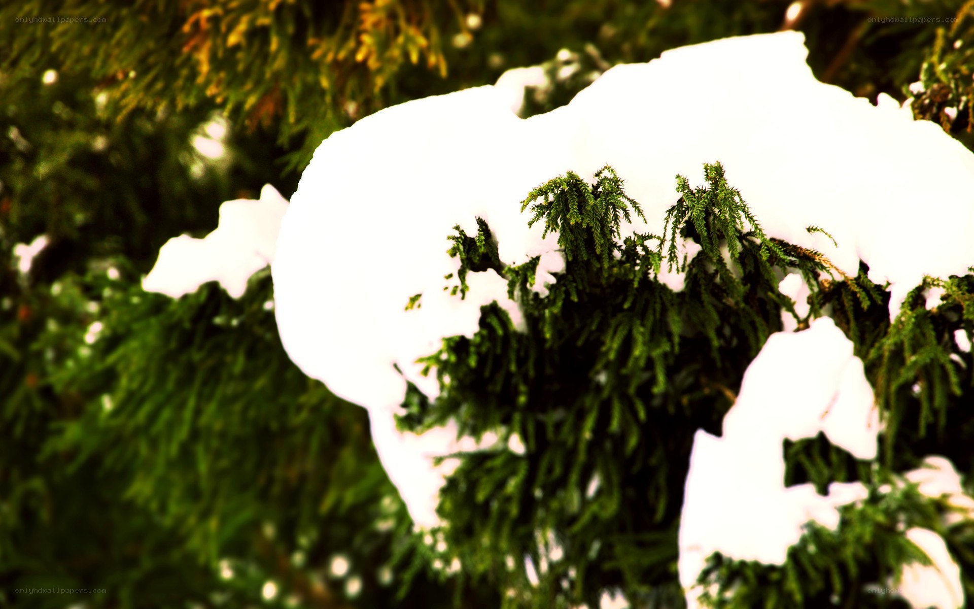 snow-covered evergreen branches