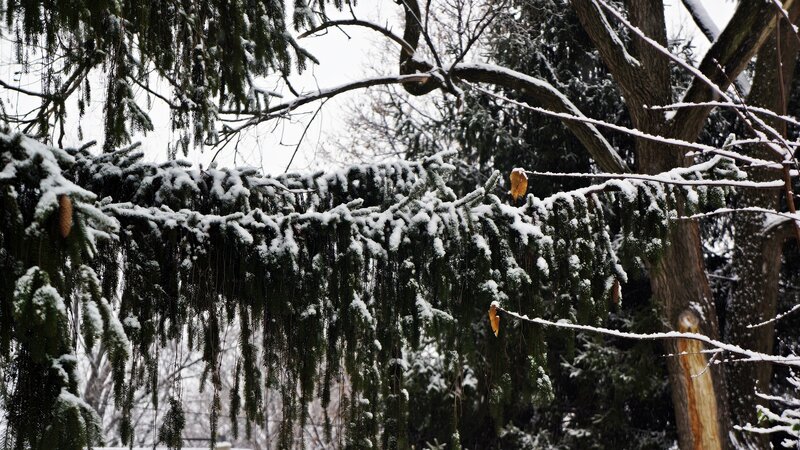Snow-covered Evergreen Branches — Green, Calm