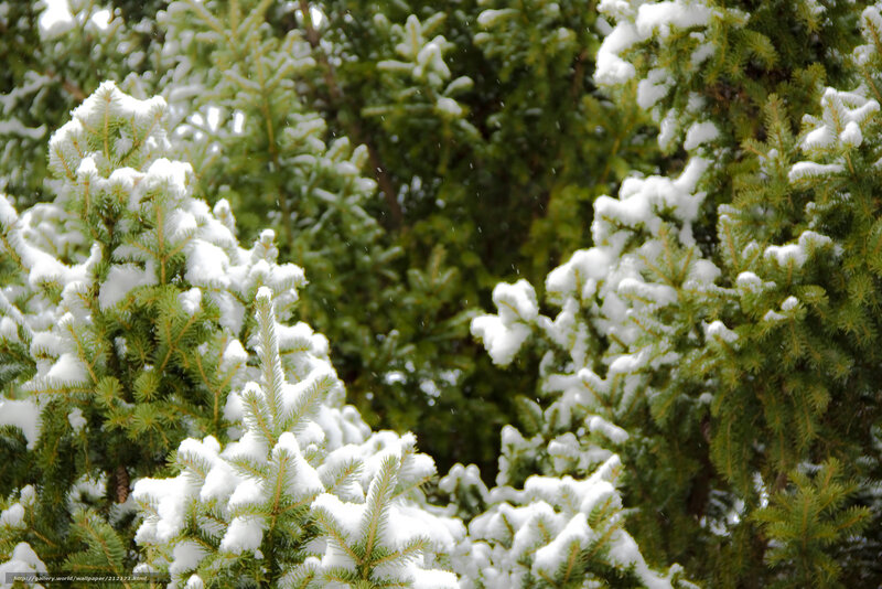 Snow-covered Evergreen Branches — Green, Calm, Winter, Photograph