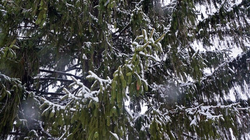 Snow-covered Evergreen Branches — Green, Calm, Winter