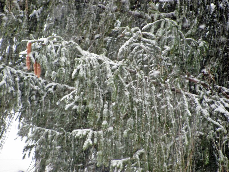 Snow-covered Evergreen Branches — Green
