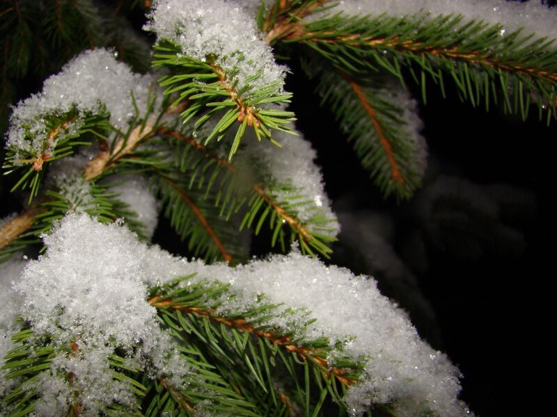 Snow-covered evergreen branches