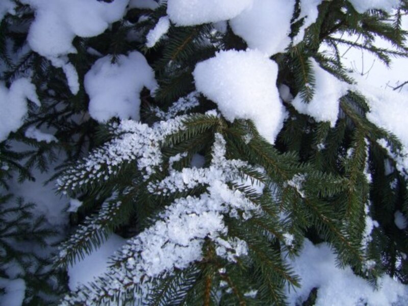 Snow-covered Evergreen Branches — White, Calm