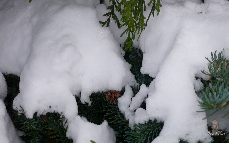 Snow-covered Evergreen Branches — White, Calm, Winter, Photograph, Snow, Pine Needles, Pinecone