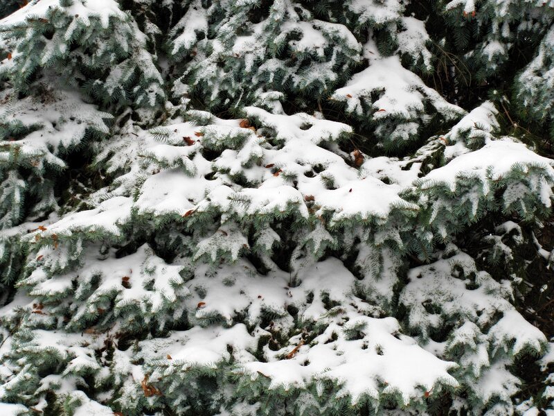 Snow-covered Evergreen Branches — White, Calm, Winter, Photograph, Snow
