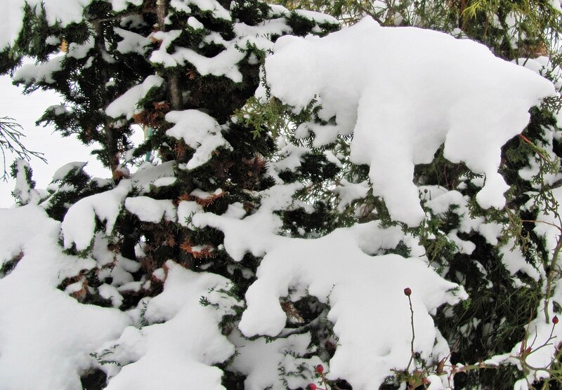 Snow-covered Evergreen Branches — White, Calm, Winter, Photograph