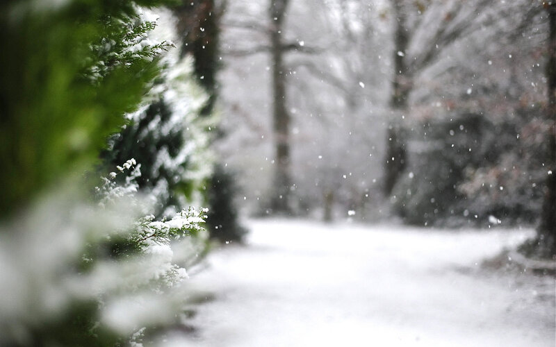 Snow-covered Evergreen Branches — White, Calm, Winter