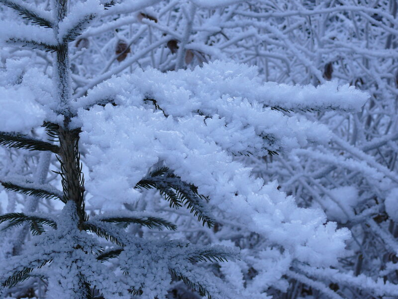 Snow-covered Evergreen Branches — White, Cold
