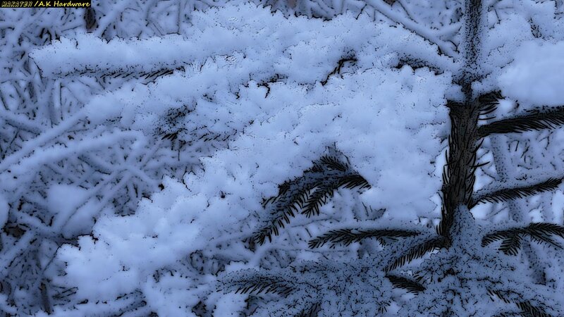 Snow-covered Evergreen Branches — White, Cold, Winter