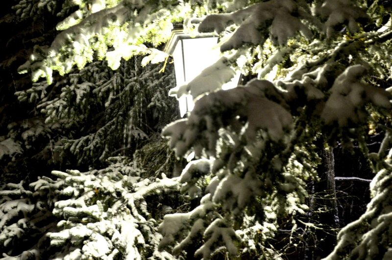 Snow-covered Evergreen Branches — White, Quiet