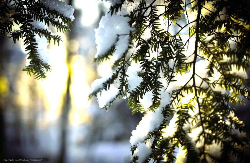 Snow-covered Evergreen Branches — White, Serene