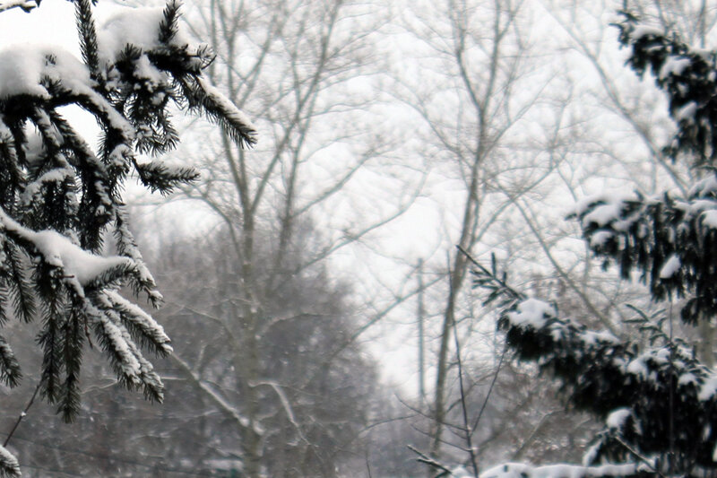 Snow-covered Evergreen Branches — White