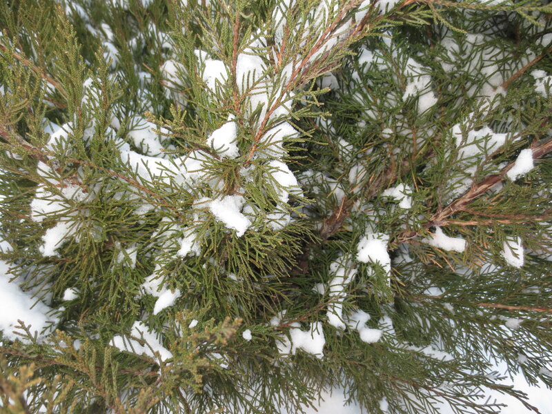 Snow-covered Evergreen Bush — Green